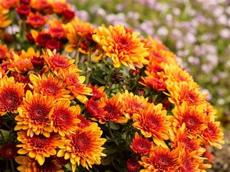 8 Best Fall Flowers That’ll Get You A Falltastic Garden Article On Thursd