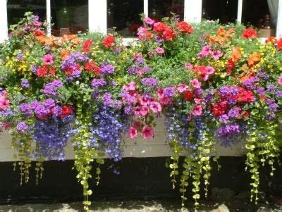The colors are quite bold and vibrant. I Need Flowers | Window box flowers, Flower window ...