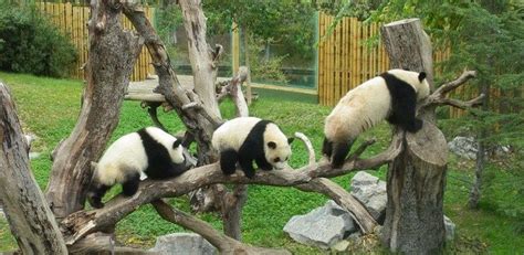 Pandas Gigantes Panda Bear Animals Swiming Pool Giant Pandas I Miss