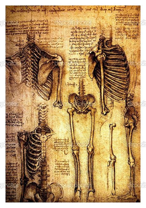 Ancient Anatomical Drawings By Leonardo Davinci — Stock Photo 11572764