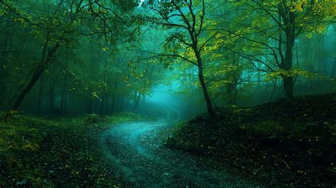 Hd Wallpaper Forest Path Pathway Vegetation Old Growth Forest