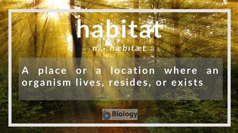 The natural environment in which a species or group of species lives. Habitat Definition and Examples - Biology Online Dictionary