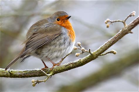 Check spelling or type a new query. Federball Foto & Bild | natur, vogel, tiere Bilder auf ...