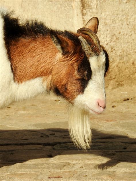 African Pygmy Goat Similar But Different In The Animal Kingdom