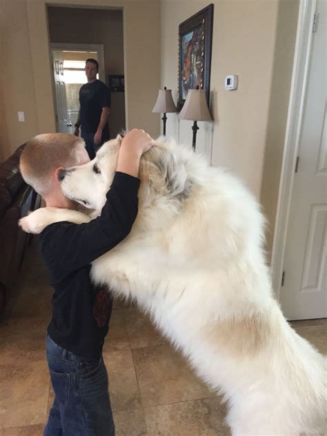 It's a larger breed, with males that can. 12 Amazing Ways Your Great Pyrenees Will Change Your Life ...