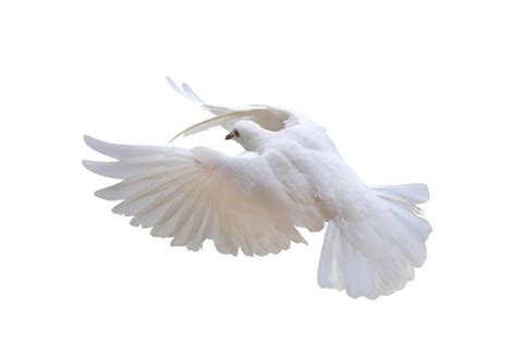 Premium Photo Beautiful Of White Dove Isolated On A White Background
