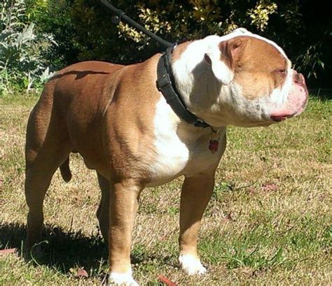 There are three boys available. american bulldogs bulldog puppies nkc abra for Sale in ...