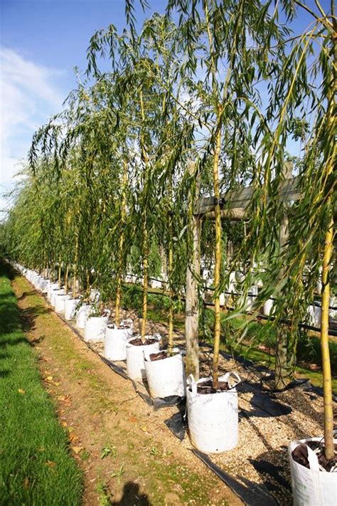 Golden White Willow Weeping Willow Golden Weeping Willow Barcham