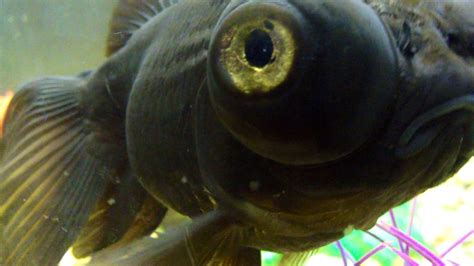 Nada whispered as he added the god soul into the body of the fish with the 'old freak's' last bit of dust. bug eyed goldfish | Fish, Fish pet, Goldfish