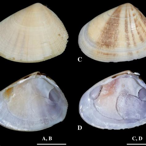 Lututku sudah lemas dan nafasku sudah tidak teratur mendesah di lehernya yang jenjang. (PDF) Singapore Mollusca: 3. The family Donacidae ...