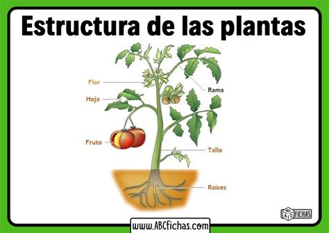 Partes De Una Planta Abc Fichas Riset