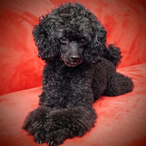 Black Toy Poodle Haircuts