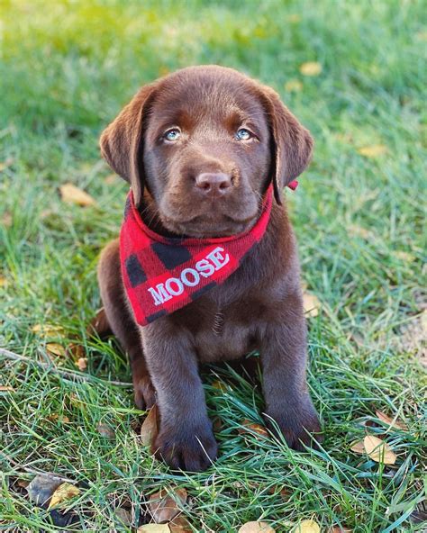 English Chocolate Lab Puppies For Sale Cute Puppies For Me