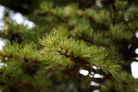 Pine Branch Dennennaalden Gratis Foto Op Pixabay Pixabay
