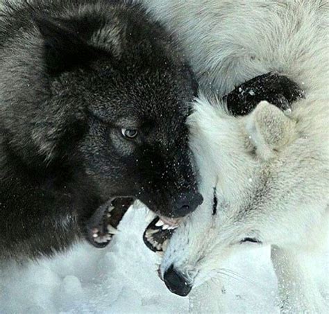 Two Black And White Wolfs Playing In The Snow With Each Others Teeth