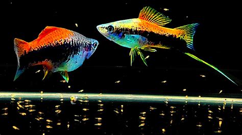 Swordtail Fish Giving Birth To Babies How To Breed Swordtail Fish