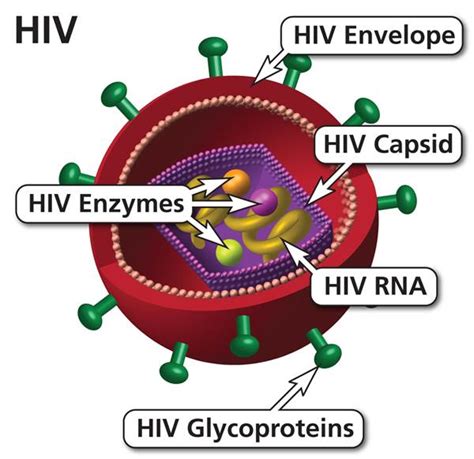 Proteases break the peptide bond that holds the amino acids together in a protein. Penyakit dan Gangguan yang Berhubungan dengan Sistem ...