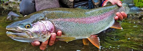 Rainbow Trout Fly Fishing Rainbow Trout Fishing Lodges
