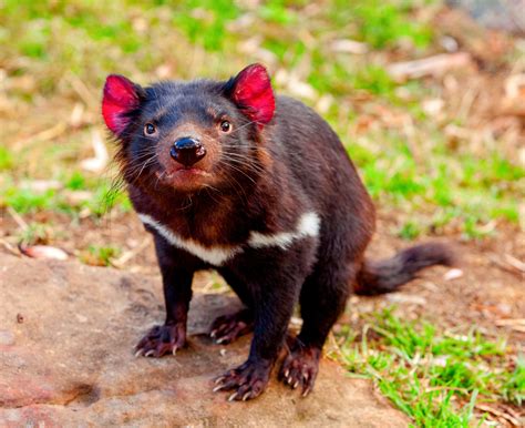 Surprising Study Reveals That Tasmanian Devils Are Picky Eaters
