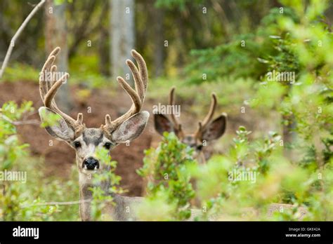 Two Mule Deer Bucks With Velvet Antlers Stock Photo Alamy