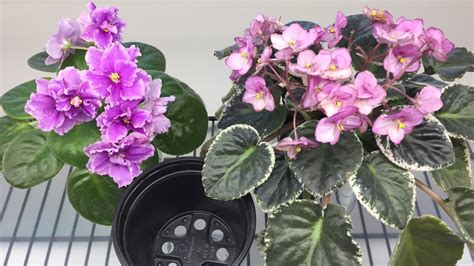 African Violets Repotting A Plant That Grows On A Wick Youtube