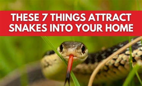 7 Ways Snakes Get Into Your Home And Garden