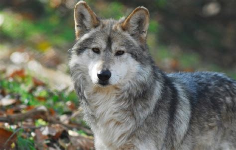 Gray Wolf - Size, Habitat, Diet, Predators, & Facts