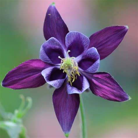 The most common aquilegia vulgaris material is ceramic. IMG_5747: Aquilegia vulgaris - Purple columbine | NAILA ...