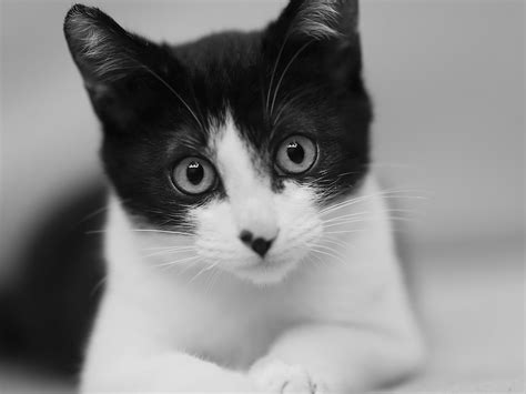 Free Images Black And White Kitten Canon Close Up L Nose