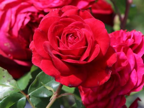 Strauchrose Red Eden Rose Schönste Rosen And Expertenwissen