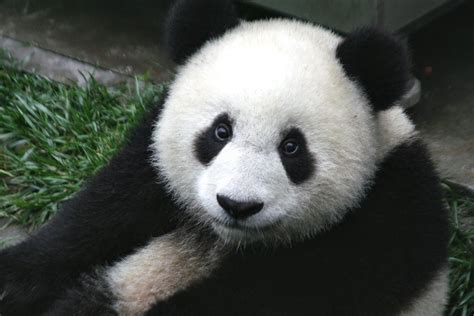 Filepanda Cub From Wolong Sichuan China Wikimedia Commons