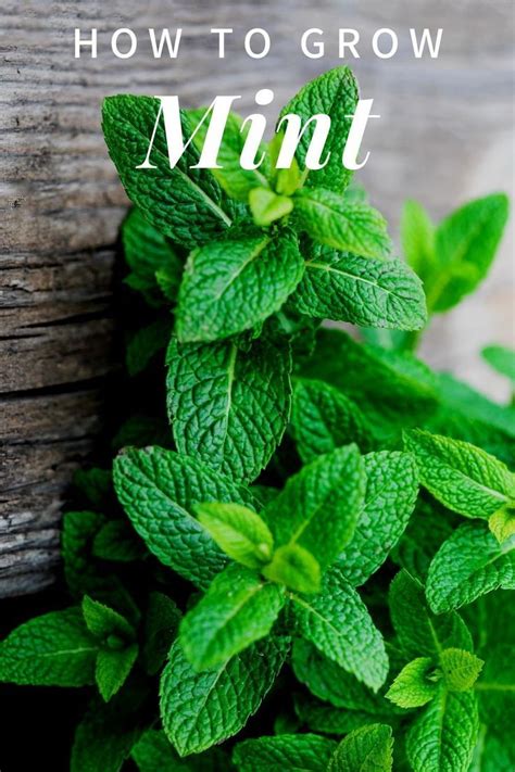 Growing Mint Herb How To Grow Mint In A Container Or In The Ground