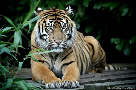 📷 Gary Brookshaw Canoneos7d 500px Lynx Tiger Species Chester