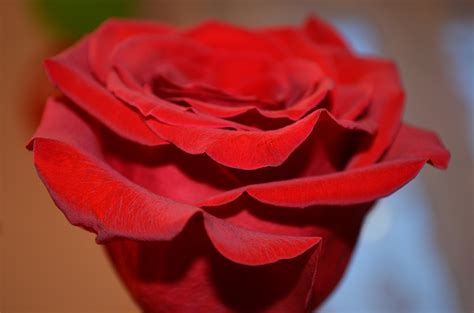 Fotos Gratis Naturaleza Pétalo Rojo Rosado Rosa Roja Flores
