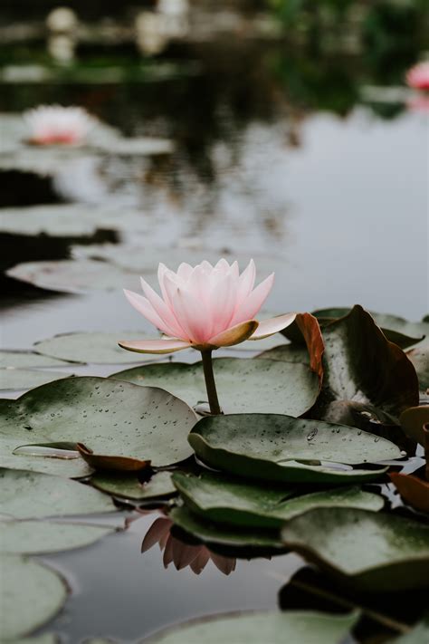 Water lily, family of 58 species in 3 genera of freshwater flowering plants (order nymphaeales), native to the temperate and tropical parts of the world. Water Lily (Lotus) Flower Essence - Serenity