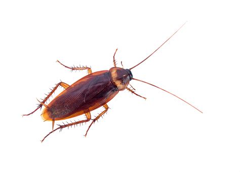 Company Will Pay You 2000 To Release 100 Cockroaches Into Your House