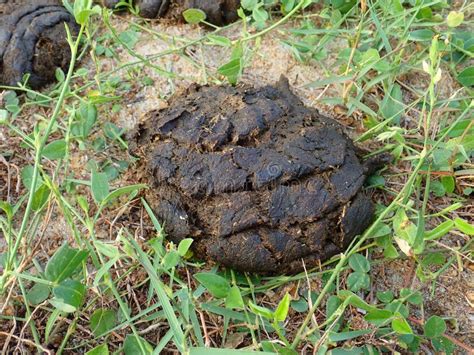 Cow Feces Found At Cow Farm In Malaysia Stock Image Image Of Fuel