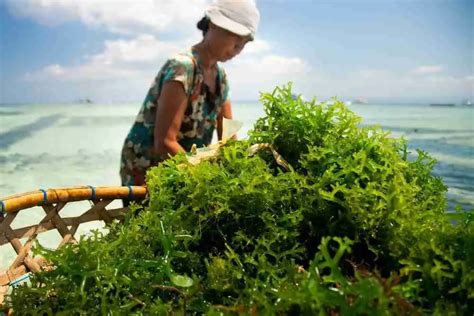 Seaweed Farming A Sustainable Profitable Alternative To Traditional