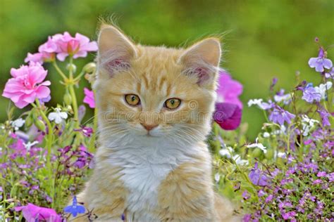 Ginger Tabby Kitten Among Flowers Stock Photo Image Of House Young