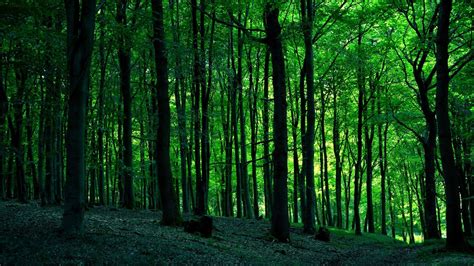 Green Forest Hd Wallpaper Background Image 1920x1080