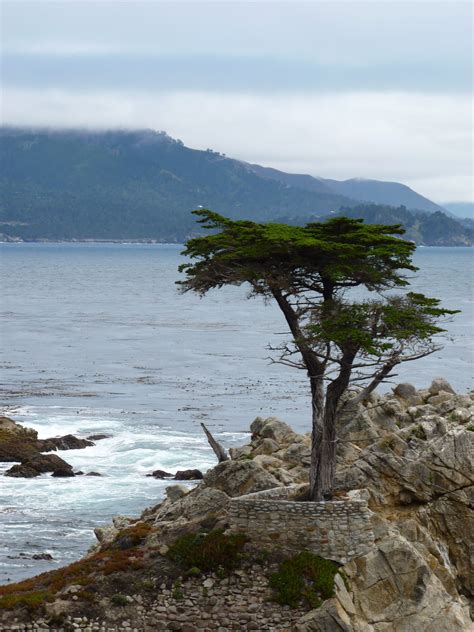 Lone Cypress Tree Monterey California Usa Monterey Peninsula Muir