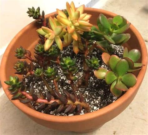 My succulents have been flourishing ever since i started mixing my own potting soil for. Does Water Propagation Work for Succulents? - Succulent ...