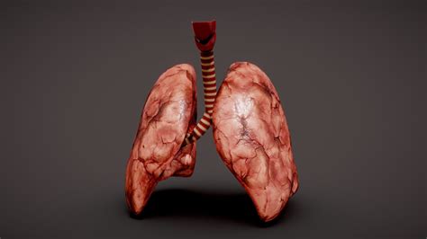 Human Lungs 3d Model By Paradise Creation Paradisecreation1192