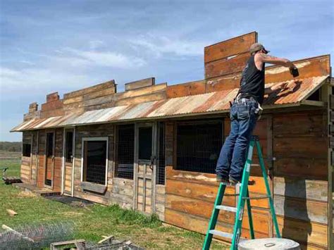 Expert Advice Successfully Culling Chickens Two Oaks Farm Talk