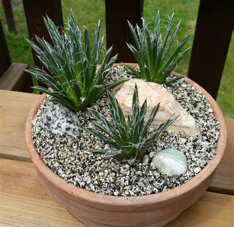 Quite irresistible.the narrow green leaves are lined with white filaments. View topic - Agave toumeyana v. bella • Agaveville in 2020