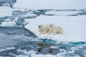 Polar Bears Are Not Endangered But They Are Under Threat According To