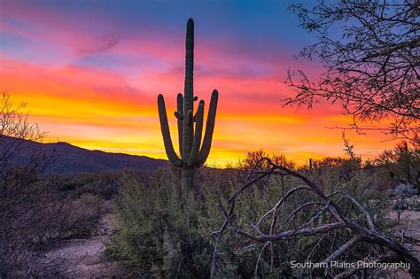 Land Of Giants Saguaro Cactus Towers Over Landscape At Sunrise In