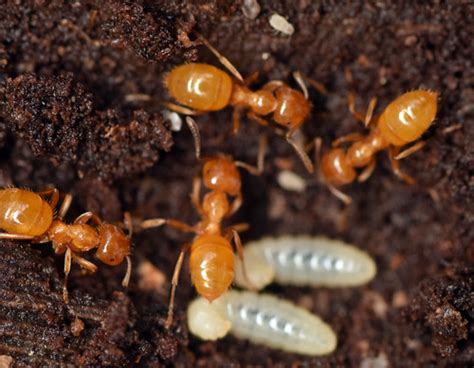 Larger Yellow Ants With Larvae And Nymphal Root Aphids Mi Flickr