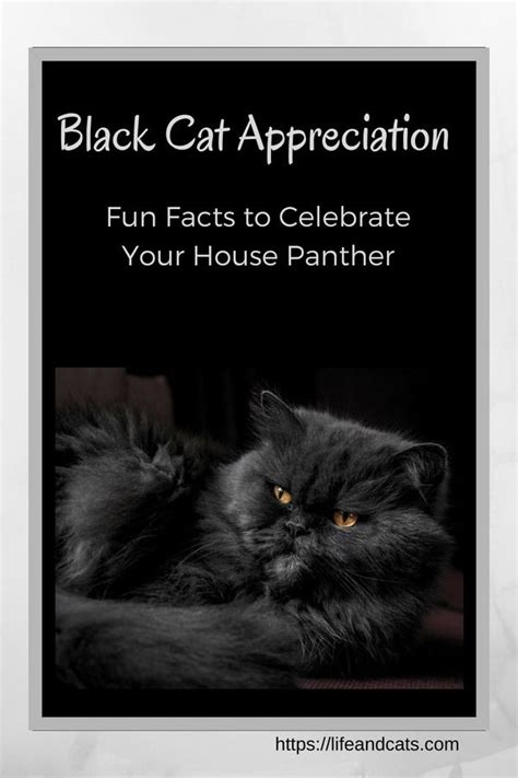 Black cat appreciation day is celebrated on august 17th. Black Cat Appreciation Day | Black cat appreciation day ...