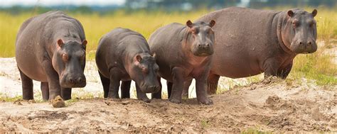 Our Undercover Investigation Reveals Why Hippos Desperately Need